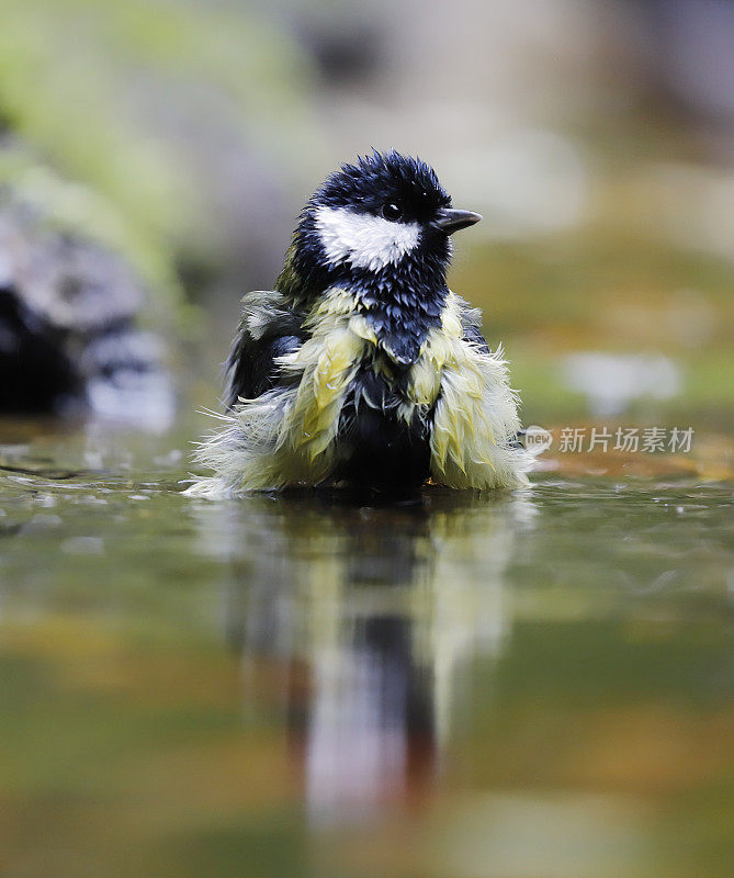 大山雀(Parus major)洗澡